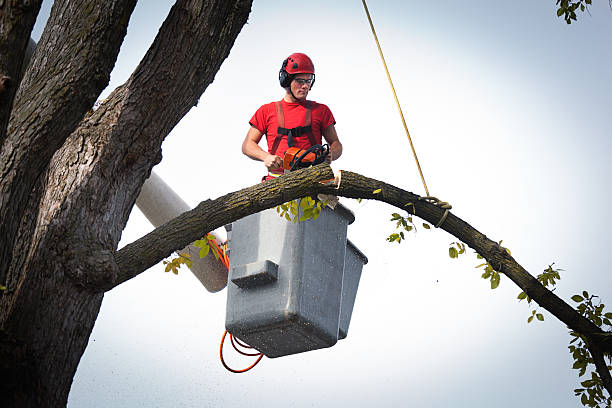 Best Tree Health Inspection  in Belmont, NC